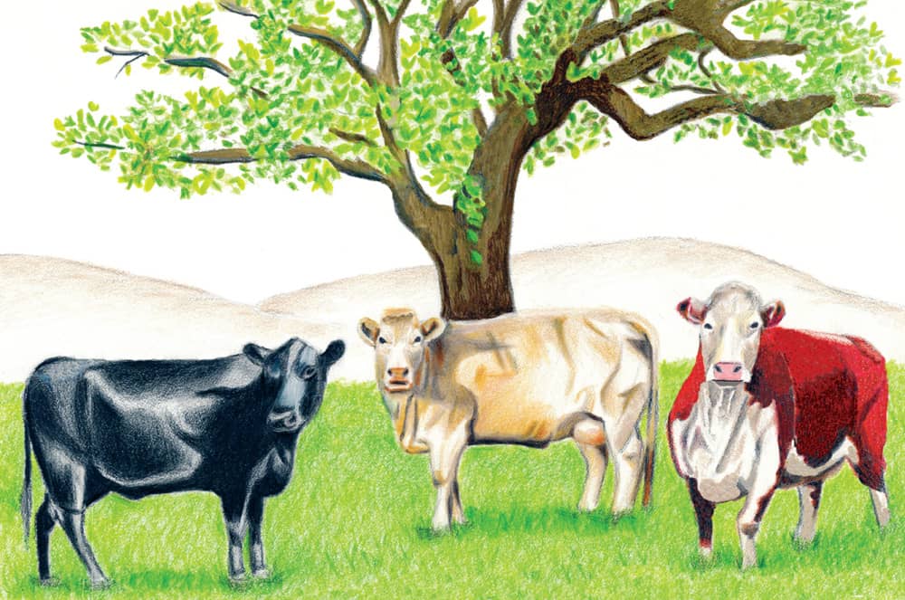 Farm to You: Beef Cattle